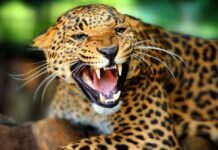 Jaguares, en Riesgo de ser Atropellados en Playa del Carmen