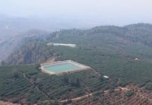 Estiman Cerca de 45 mil Hectáreas de Huertas Ilegales de Aguacate