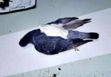 Cae “narcopaloma” Encargada de Ingresar Droga a Prisión