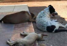 Se Llevará a Cabo la Feria de Salud Para el Bienestar Animal en Uruapan