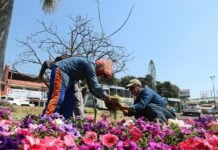 Continúan Plantando las 29 mil Plantas de Ornato en los Camellones y Entronques de Uruapan