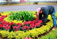 Embellecerán la Ciudad Más de 4, 500 Plantas de Nochebuena