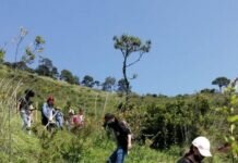Inician Trabajos de Mantenimiento y Reforestación en el Cerro de Jicalán