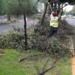 Intensifican Podas en Principales Avenidas de Uruapan