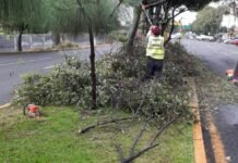Intensifican Podas en Principales Avenidas de Uruapan