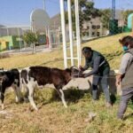 Buscan Prevenir y Controlar el Virus de la Rabia Bovina