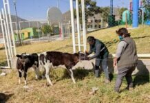 Buscan Prevenir y Controlar el Virus de la Rabia Bovina
