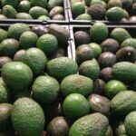 En Riesgo Programa de Exportación de Aguacate a los Estados Unidos