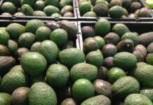 En Riesgo Programa de Exportación de Aguacate a los Estados Unidos