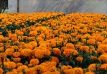 Parques y Jardines Trabaja en Colocar Plantas de Cempasúchil
