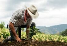 AMLO Asegura que Estados Unidos Tiene Interés en Sembrando Vida