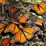 Inicia la Llegada de Mariposas Monarca a Bosques de Michoacán