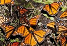 Inicia la Llegada de Mariposas Monarca a Bosques de Michoacán