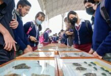 Con Éxito Concluyeron los Talleres de Reciclado y Exhibición de Mariposas
