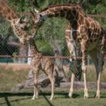 Nace Jirafa en el Zoológico de Morelia