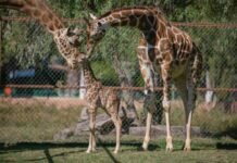 Nace Jirafa en el Zoológico de Morelia