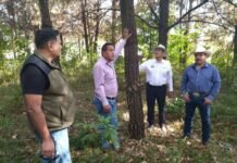 Medio Ambiente Atiende Plaga Forestal en el Parque Ecológico Bernal