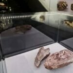 Huevo de Dinosaurio Descubierto en China Refuerza Teoría de Relación con las Aves