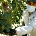 Aguacate: USDA Anuncia que se Reanuda la Exportación del Fruto a EEUU