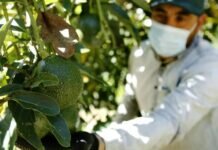 Aguacate: USDA Anuncia que se Reanuda la Exportación del Fruto a EEUU