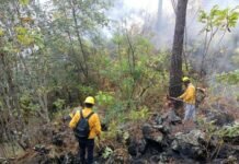 Sofocado el Incendio en la Zona de Montaña del Parque Nacional