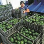 Aguacateros dan Opción a EU Para Volver a Exportar