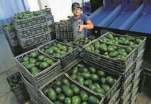 Aguacateros dan Opción a EU Para Volver a Exportar