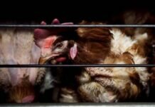 Detectan gripe aviar en granja comercial de NL