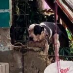 Max pitbull que casi arranca brazo a un ratero, ¡no será sacrificado!