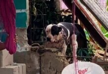 Max pitbull que casi arranca brazo a un ratero, ¡no será sacrificado!