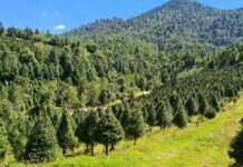 Anuncia Cofom puntos de venta de árboles de Navidad 2022 en Michoacán