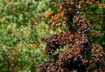 Mariposa monarca llega a bosques michoacanos; se trata de una cifra mayor que durante 2021