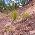 Comienza la renovación natural de bosques en zonas de protección ambiental en Michoacán