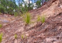 Comienza la renovación natural de bosques en zonas de protección ambiental en Michoacán