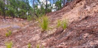 Comienza la renovación natural de bosques en zonas de protección ambiental en Michoacán
