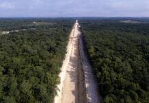 Obras del Tren Maya han generado una ‘destrucción brutal’ de la selva: CEMDA