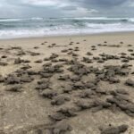 Se liberaron 2.4 millones de crías de tortuga marina en playas de Michoacán