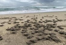 Se liberaron 2.4 millones de crías de tortuga marina en playas de Michoacán