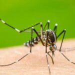 Estado de México reporta más de 300 casos confirmados de dengue