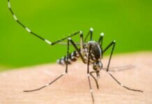 Estado de México reporta más de 300 casos confirmados de dengue