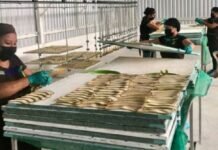 Michoacán Ya Cuenta Con BioFábrica En Coahuayana Para Procesar Harina De Plátano Y Hacer Pan