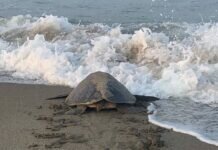 Llegan a playas de Michoacán las primeras tortugas marinas de la temporada