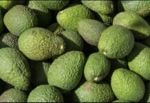 Gobierno de Michoacán y productores de aguacate acuerdan ruta de seguridad