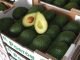 Michoacán Empezará a Exportar Aguacate a Holanda y Suecia