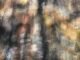 Condenado a Desaparecer el Mural Eréndira de Manuel Pérez Coronado, en el Parque Nacional