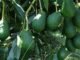 Alistan Operativos Contra Huertas Ilegales de Aguacate