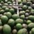 En Riesgo Programa de Exportación de Aguacate a los Estados Unidos