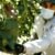 Aguacate: USDA Anuncia que se Reanuda la Exportación del Fruto a EEUU
