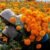 Productures de cempasúchil listos para Día de Muertos