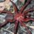 Roja y peluda: Descubren nueva araña en Australia